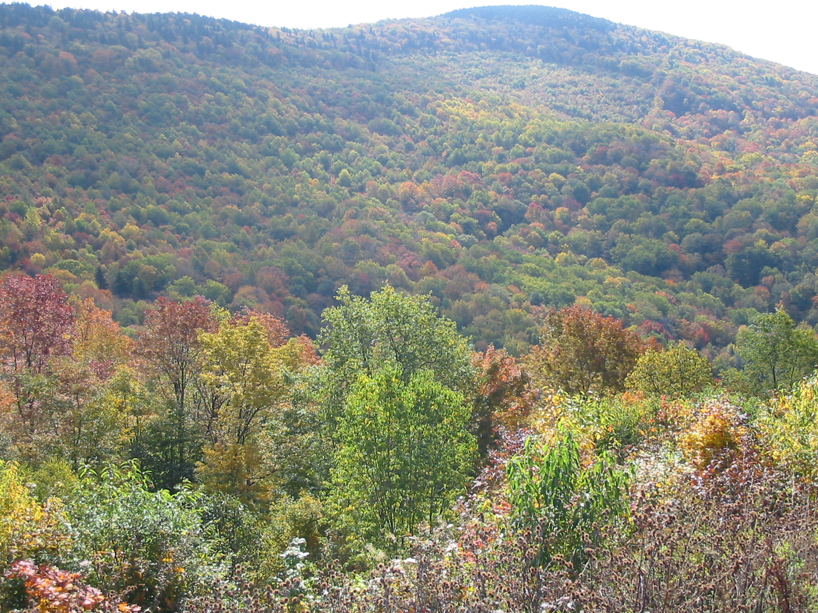 IMG_1203.JPG