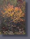 IMG_1700.JPG