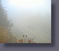 snowshoe24.jpg